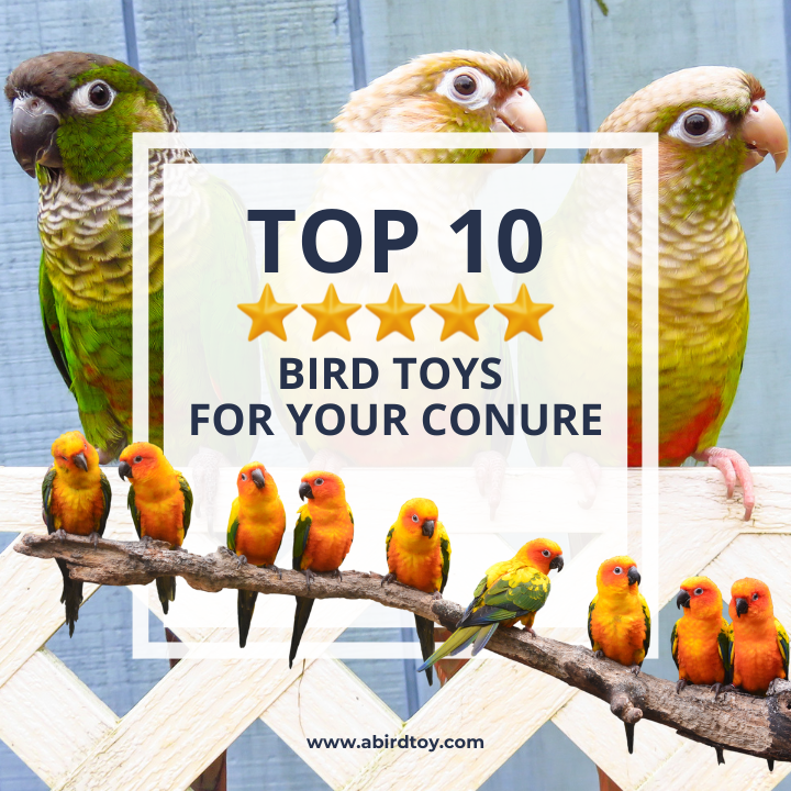 Top 10 Best - And Safest - Conure Toys of 2025