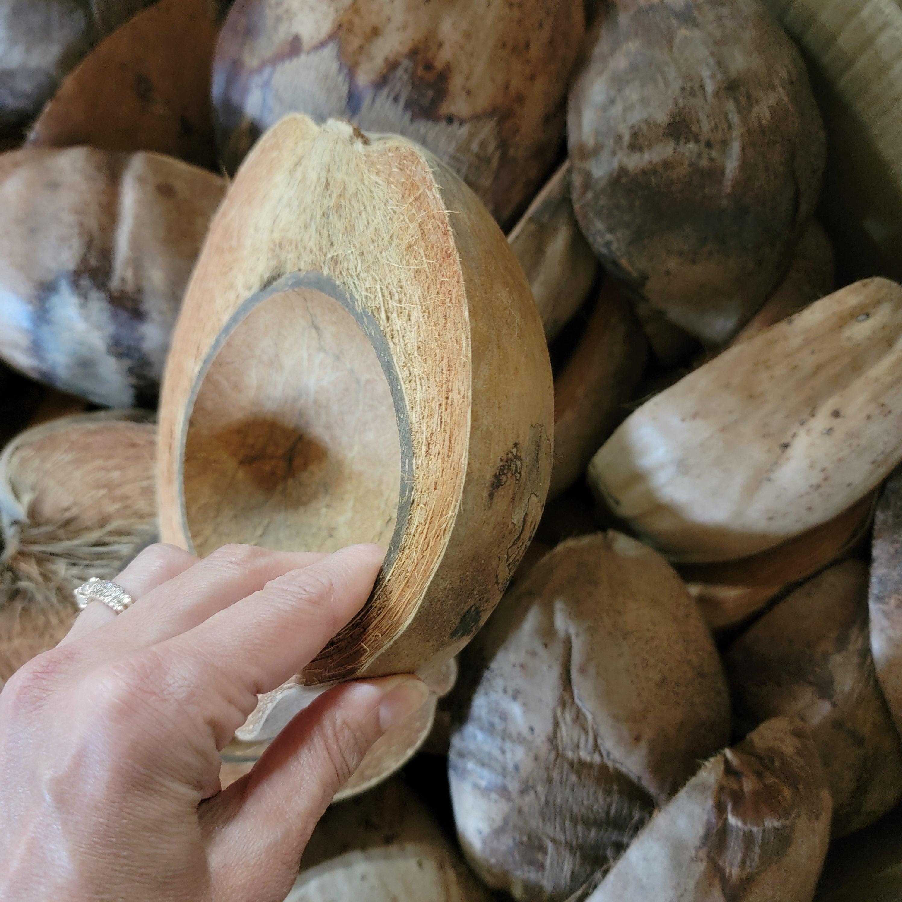 Half Coconuts/Coco Bowls