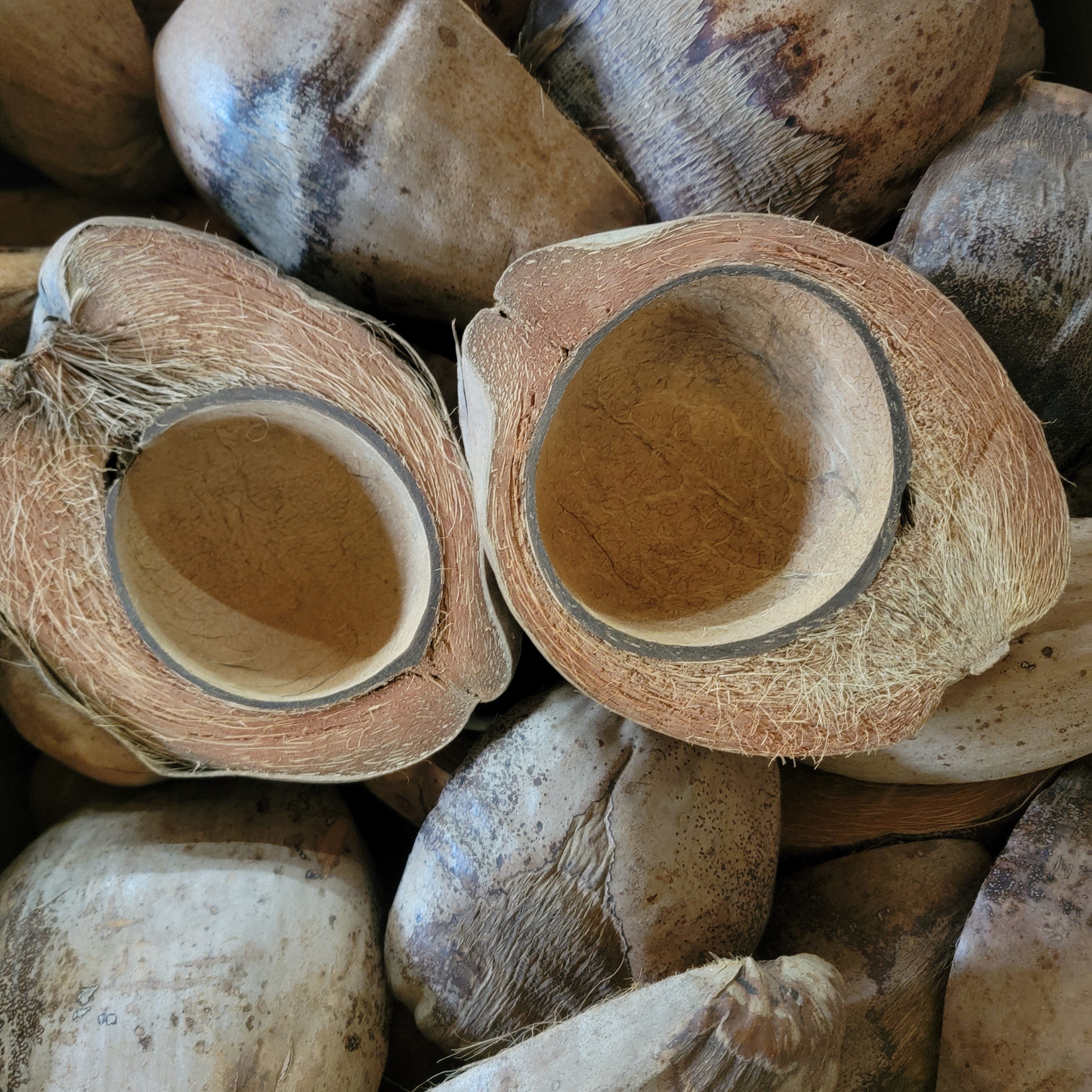 Half Coconuts/Coco Bowls