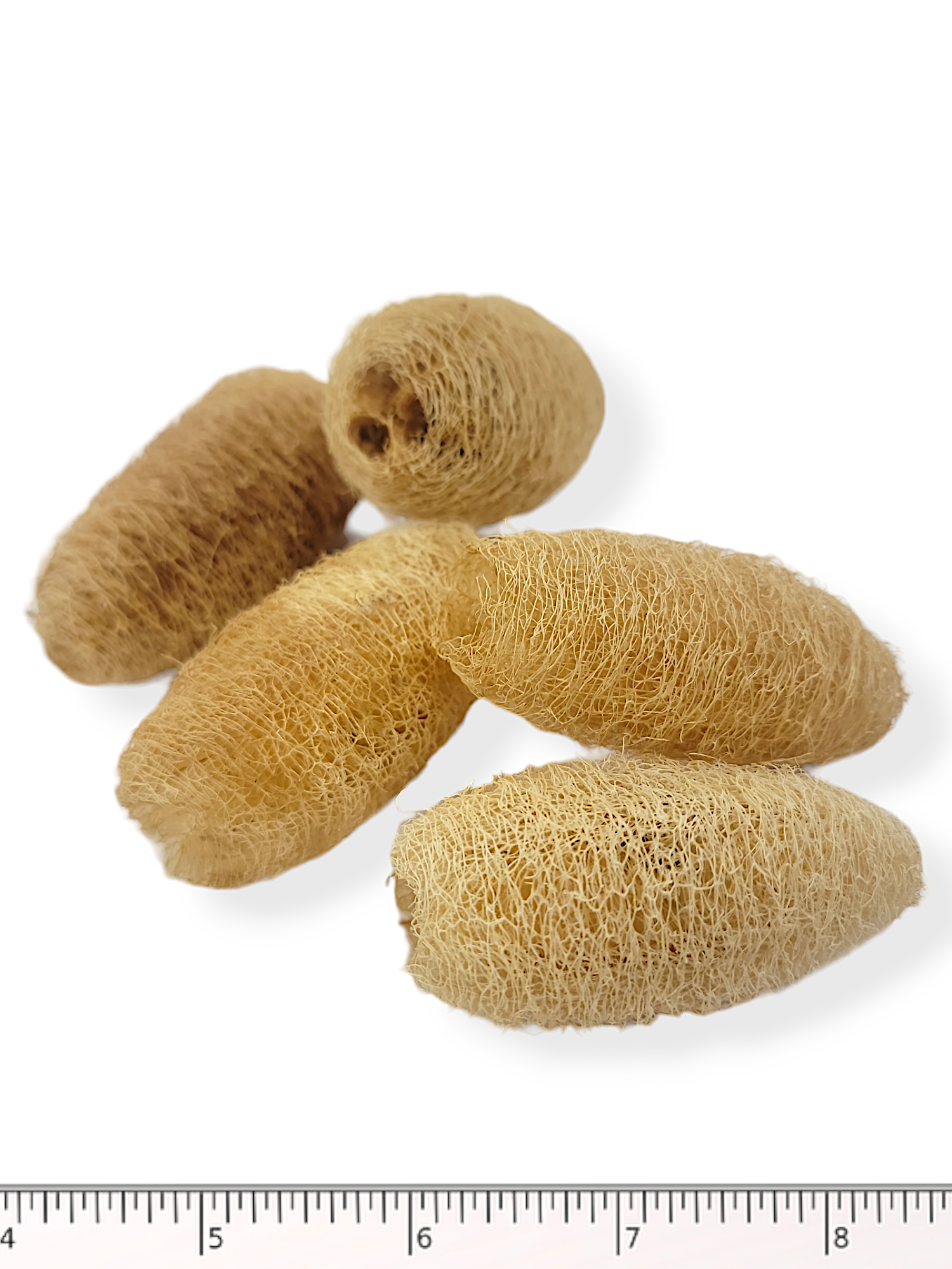 Mini Loofah Foragers - 5 Pack