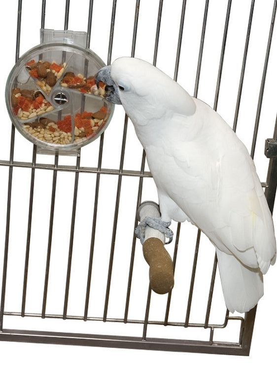 Foraging Wheel Bird Toy